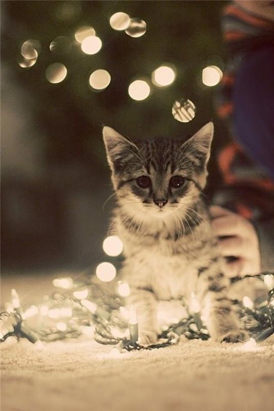 0-christmas-girland-ikea-grey-cat-girland-and-decoration-with-light-girland-kako-okrasiti-za-božič