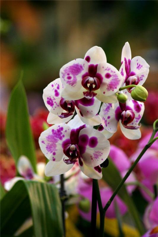 0-bele-orhideje-v-moderni-dnevni sobi-kot-lepa-moda-dekoracije-s-cvetjem