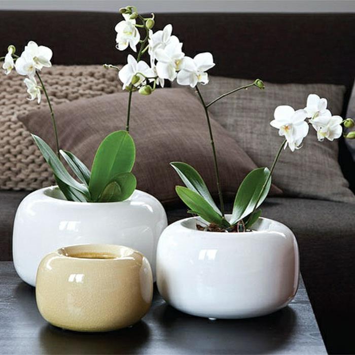 0-bele-orhideje-v-moderni-dnevni-sobi-kot-lepa-moda-za-dekoracija