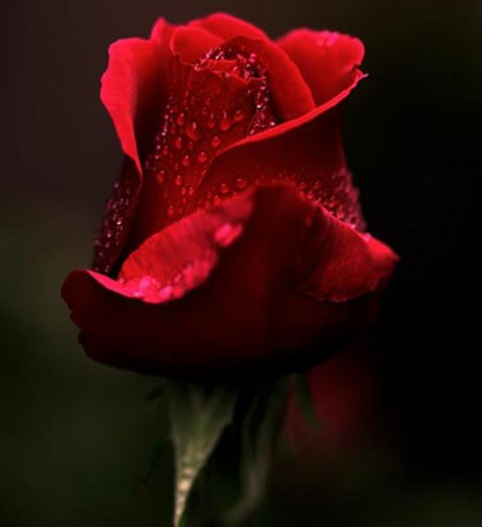 0-rdeče-vrtnice-pomen-rdeče-vrtnice-šopek-rož-kaj-šopek
