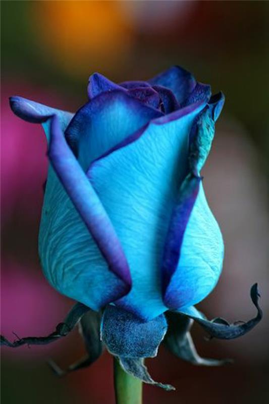 01-modra-vrtnica-pomen-vrtnice-kaj-je-pomen-modre vrtnice