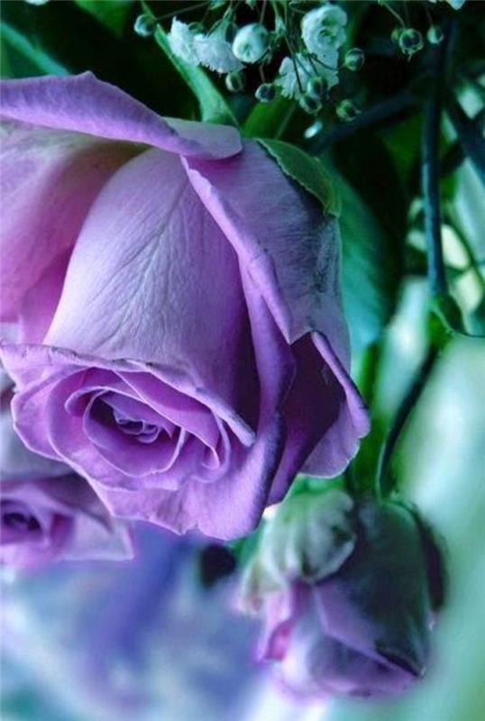 01-a-precej-vijolična-vrtnica-kaj-je-pomen-vijolične-vrtnice