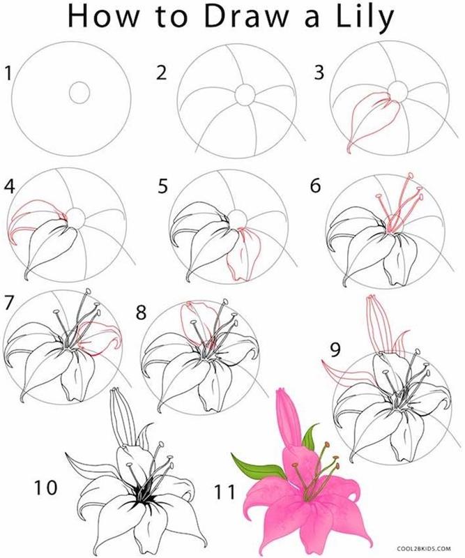 Kako narisati cvet lilije, navdih začnite risati cvet vrtnice korak za korakom
