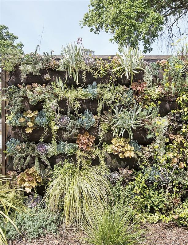 lauko augalų paletė su kaktusais ir egzotiniais augalais, rūšių ir spalvų įvairovė, siena, kuri tęsiasi ant žemės su augalais