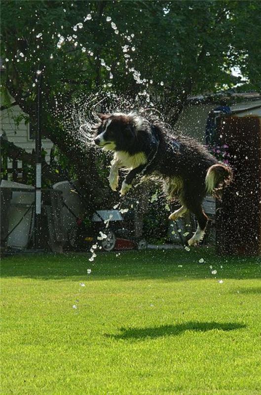 1-kako-izbrati-svojega-colly-dog-pretty-chein-white-black-jumping-on-the-green-travnik