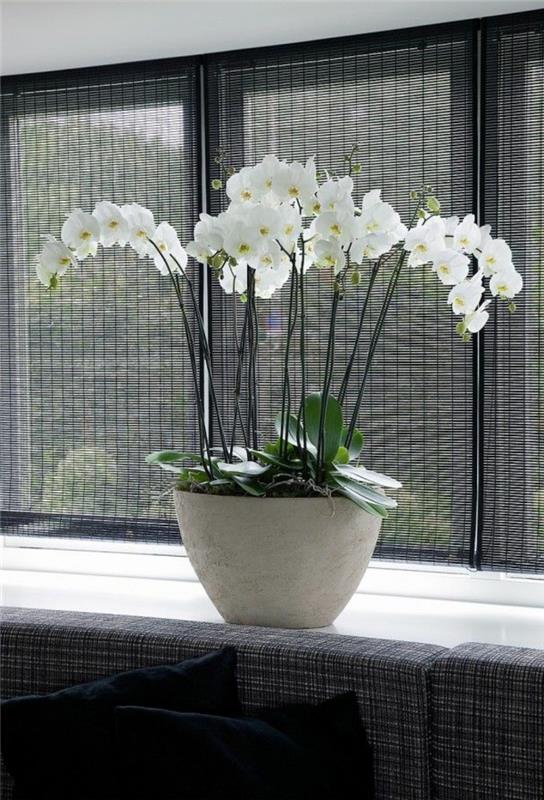 1-kako-razcvetiti-belo-orhidejo-notranje-rože-kot-okras