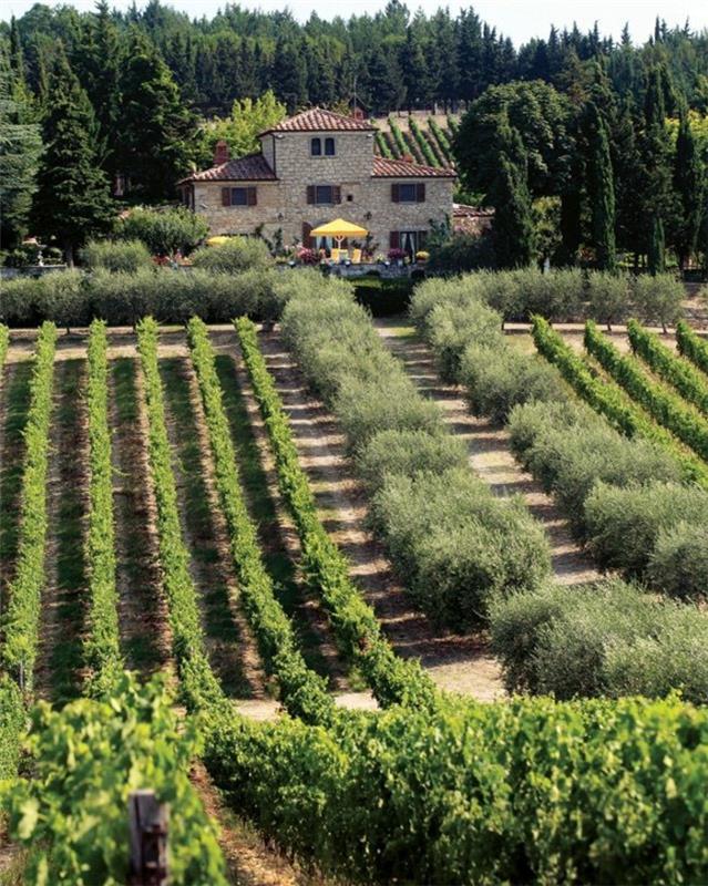 1-cuillo-bivanje-v-toskani-polja-v-italiji-polja-italijanskega-hišnega vina