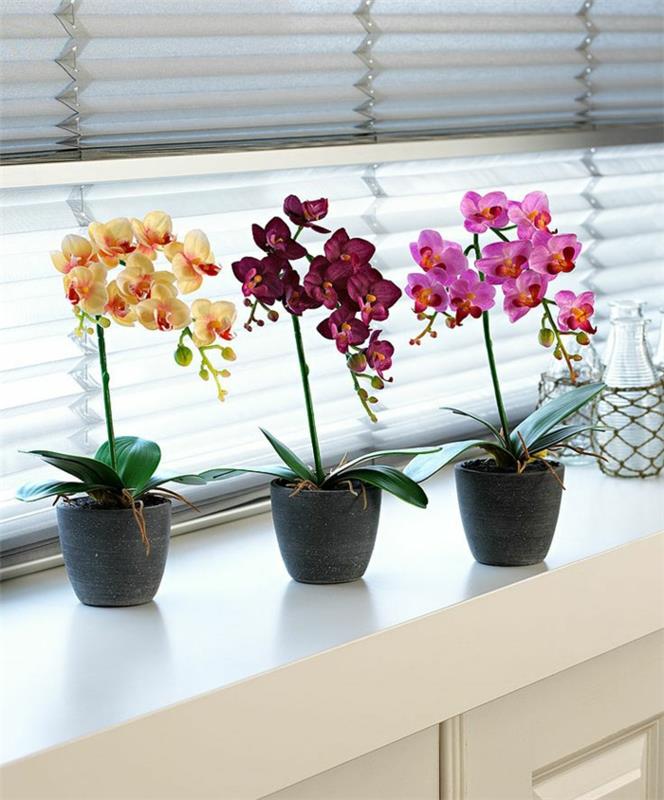 1-odkrijte-lepoto-orhidej-kot-veličastnih-sobnih-rastlin-za-dnevno sobo