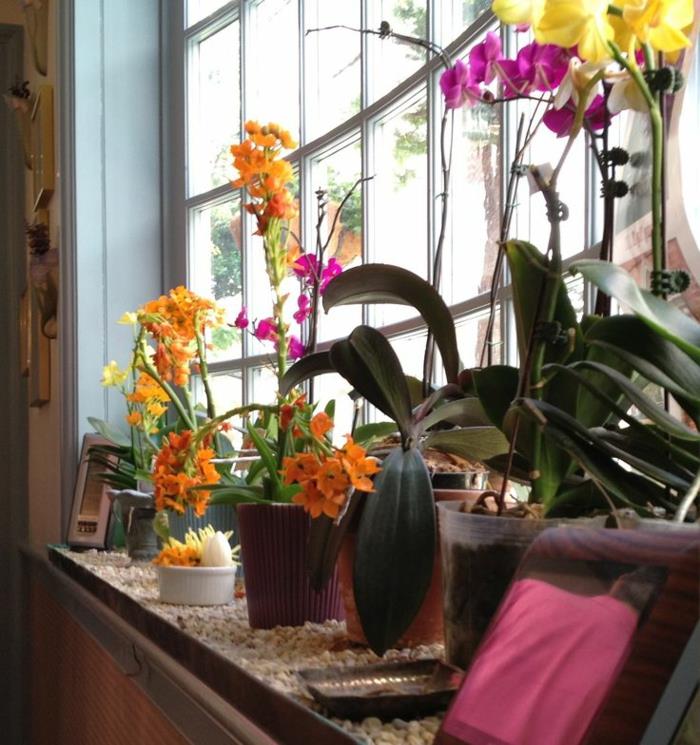 1-to-bloom-a-modern-interior-orchid-how-to-bloom-a-flower-again