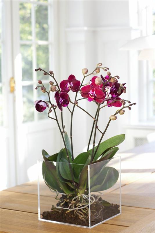 1-bloom-a-vijolična-orhideja-v zaprtih prostorih-lepa-cvet-v-dnevni sobi