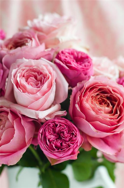 1-velik-šopek-cvetja-ogromen-šopek-vrtnic-veličasten-šopek-roza-rož