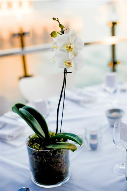 1-bele-orhideje-kako-cveteti-notranjo-orhidejo-ustvariti-okrasiti