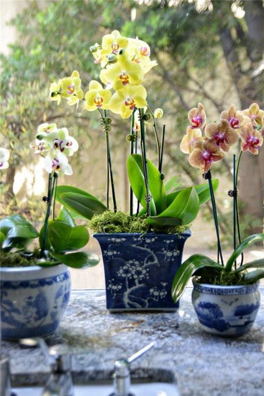 1-orhideje-kako-razcvetiti-orhidejo-odkriti-njeno lepoto