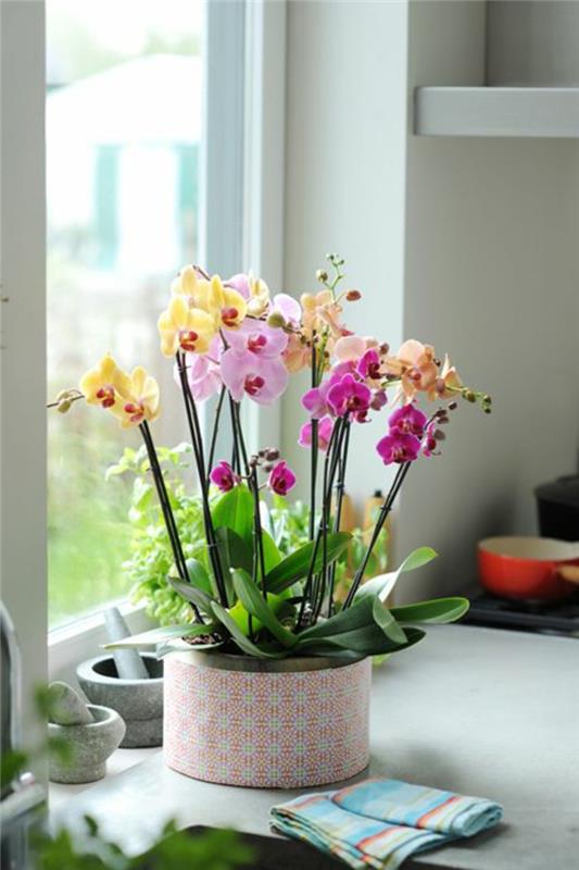 1-orhideje-kako-cveteti-orhideja-za-notranjost-hiše