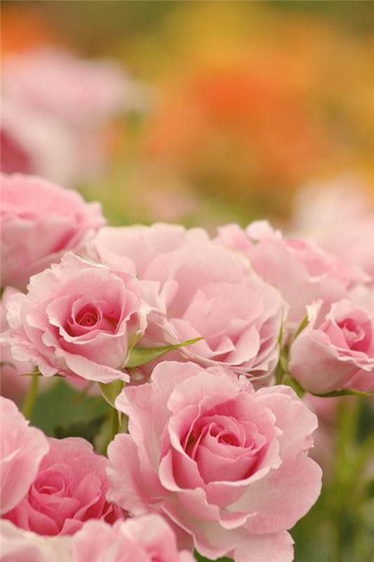 1-pomen-roza-vrtnic-veliki-šopek-vrtnic-simbol-vrtnic-šopek-vrtnic