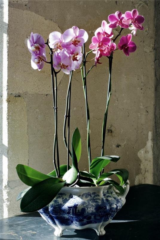 1-a-pretty-variant-za-izbiro-orhidej-kako-vzdrževati-orhideje