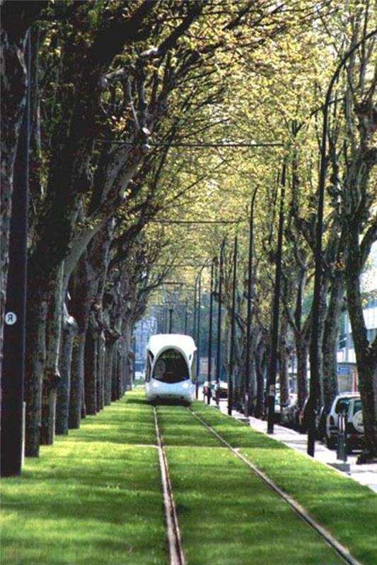 123-hodniške luči. Travnik. Drevesa.