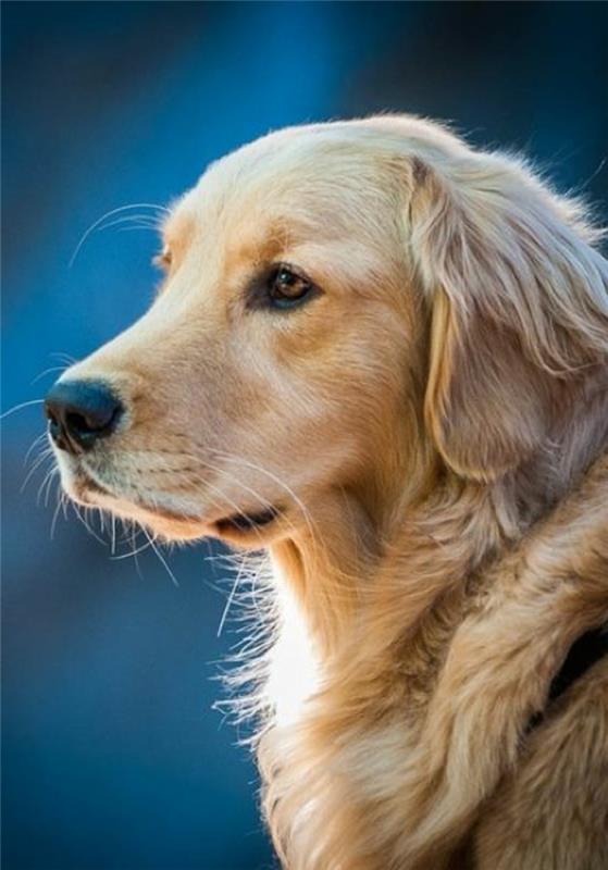 2-kako-izbrati-svojega-svojega-lepo obarvanega-zlatega prinašalca-rige-najslajšega psa na svetu