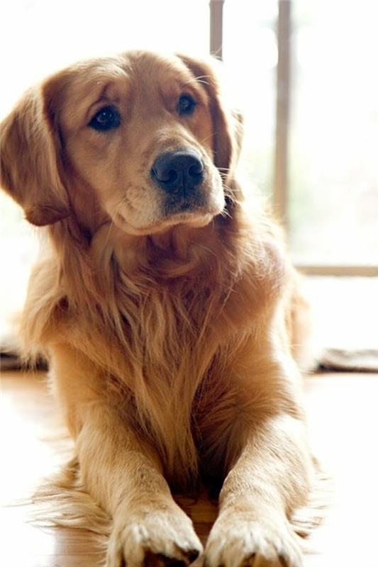 2-how-to-choose-your-dog-your-pretty-rige-colour-golden-retriever