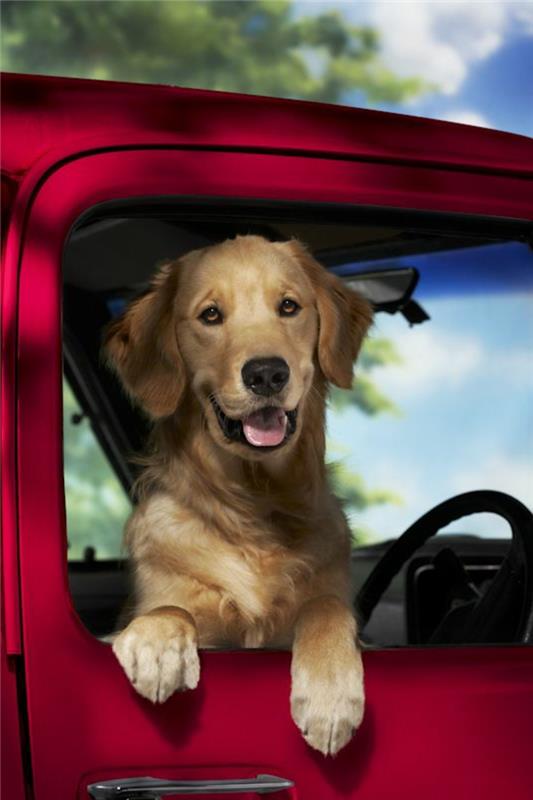 2-pasma-psa-srednje velikosti-katerega-psa-izbrati-živeti-skupaj-v-avtu