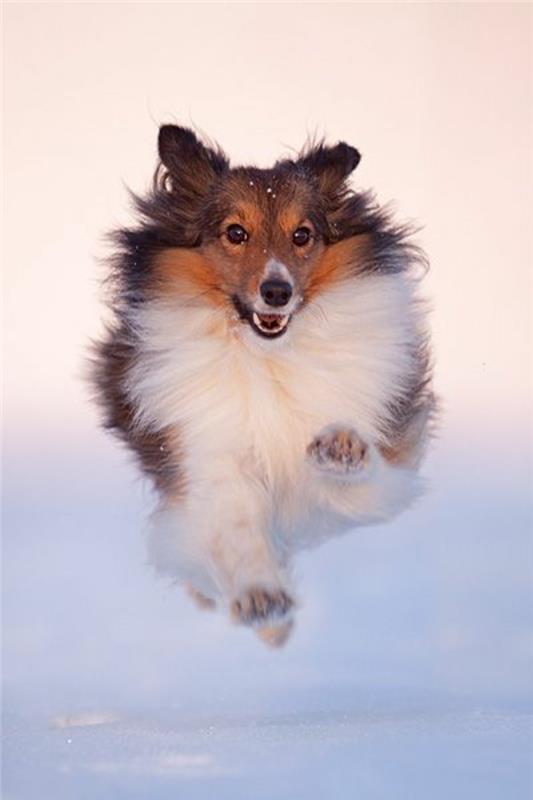 3-Sheltie-kateri-pes-za-izbrati-tukaj-lepo-sheltie-kako-izbrati-svojega psa za življenje skupaj