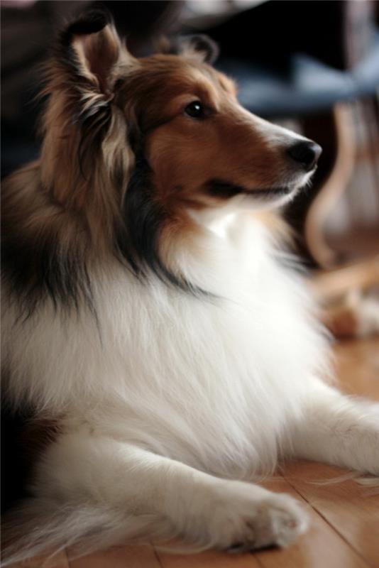 3-Sheltie-kateri-pes-za-izbrati-tukaj-precej-sheltie-kako-izbrati-svojega psa