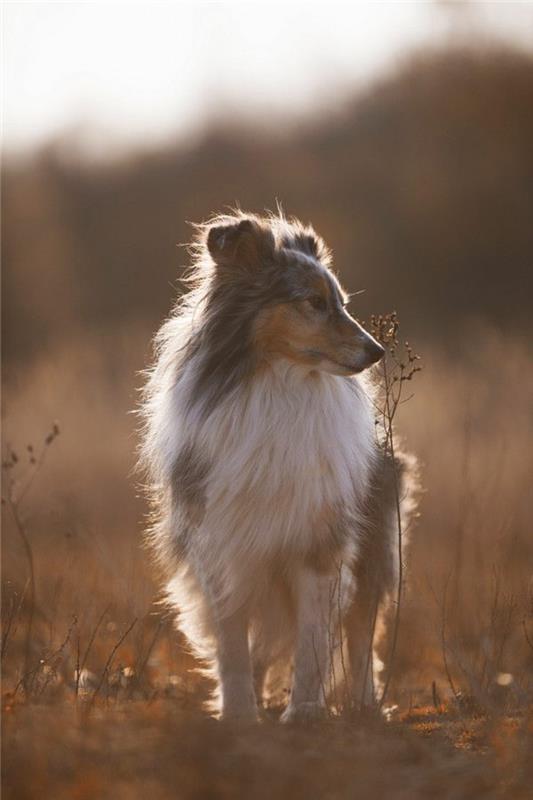 3-kateri-pes-za-izbrati-kako-izbrati-svojega-pasmo-pasmo-srednje veliko-Sheltie-sprehod-na-soncu