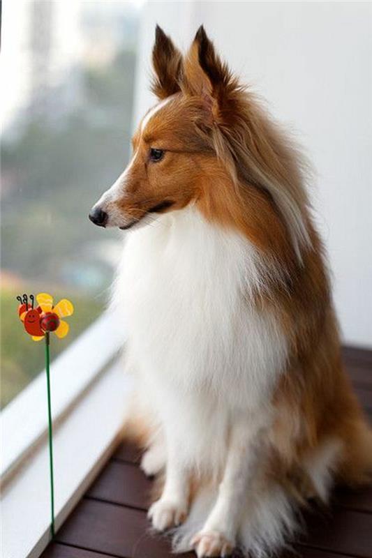 3-sheltie-how-to-choose-your-sheltie-dog-to-live-together-at-home