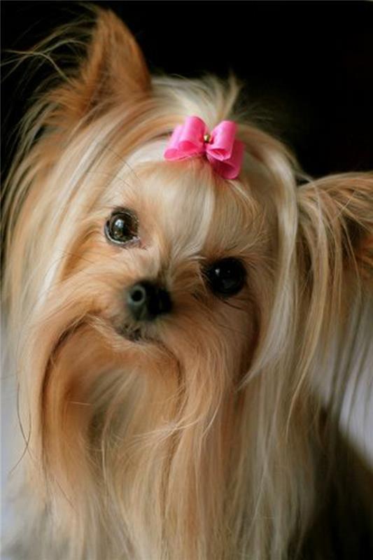 4-Yorkshire-Terrier-kako-izbrati-majhnega-psa-živeti-skupaj-doma