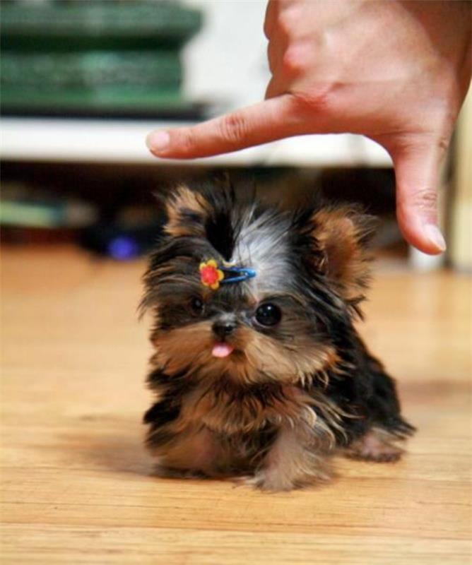 4-small-dog-Yorkshire-Terrier-kako-izbrati-svojega-psa-lepega-malega psa