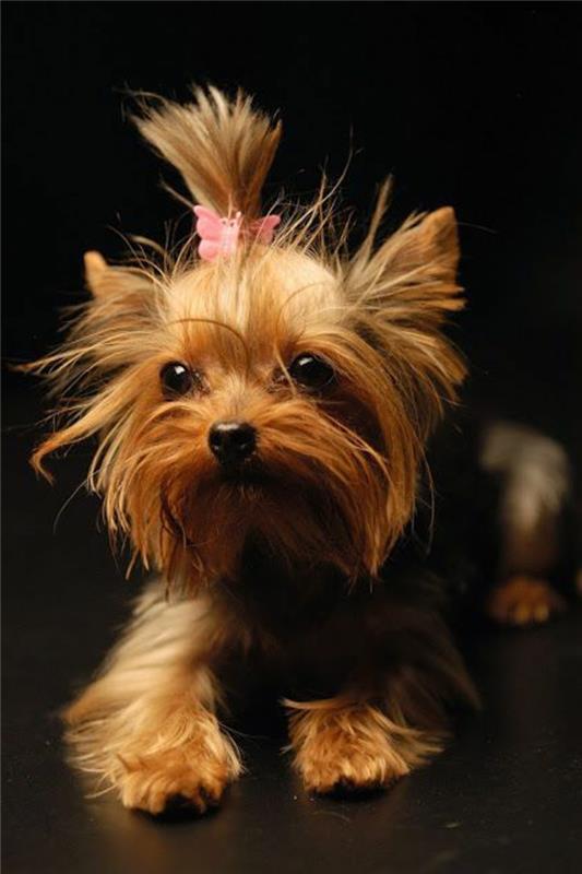 4-small-dog-Yorkshire-Terrier-kako-izbrati-malega-psa-lepega-malega psa