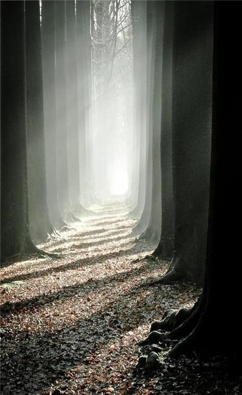 48 koridor aydınlatması. Orman.