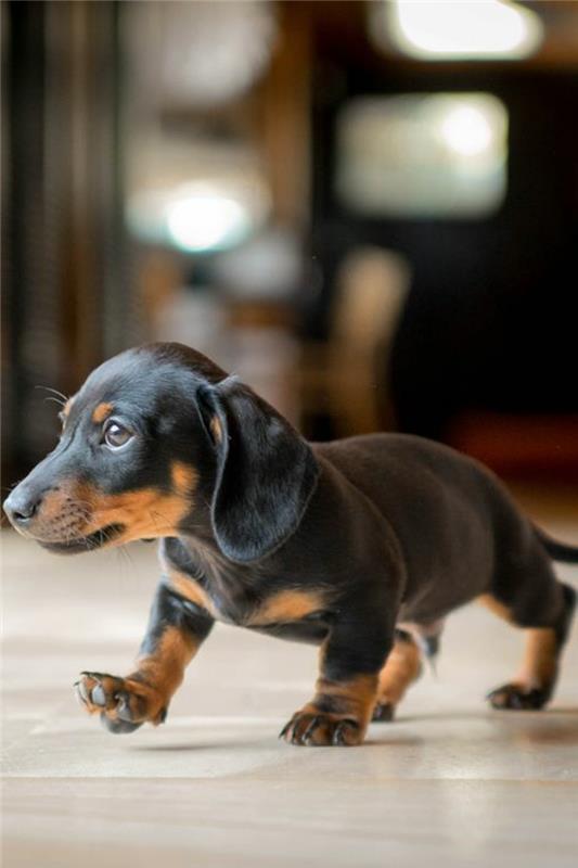 5-jazbečar-najslajši pes-na-svetu-kako-izbrati-ljubkega-malega-psa-slike-malih-psov