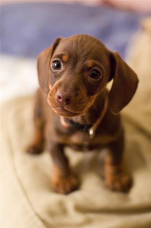 5-the-cutest-dog-in-the-world-photos-of-cute-rjavi-jazbečar-psi