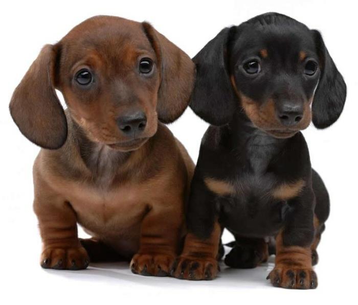 5-najslabših-psov-na-svetu-slik-ljubkih-malih psov