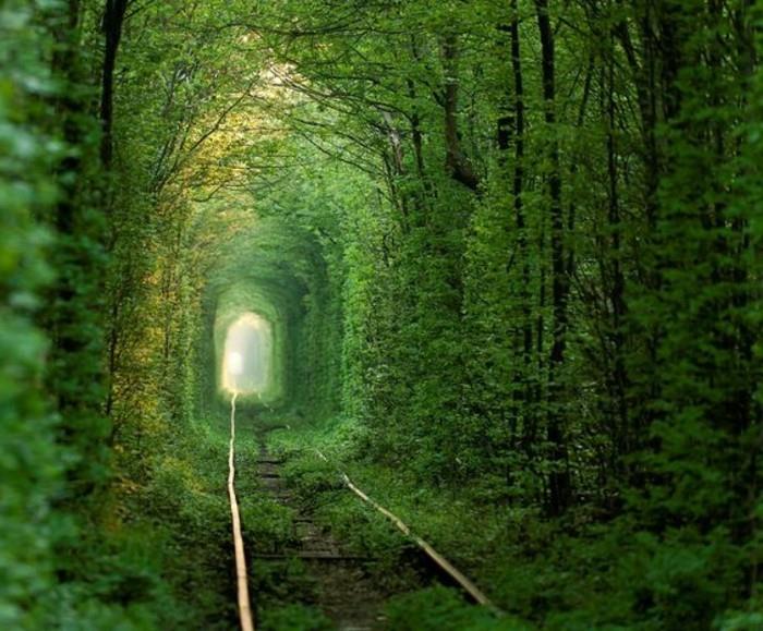 56-deco-koridorius-žalių-medžių-bėgių
