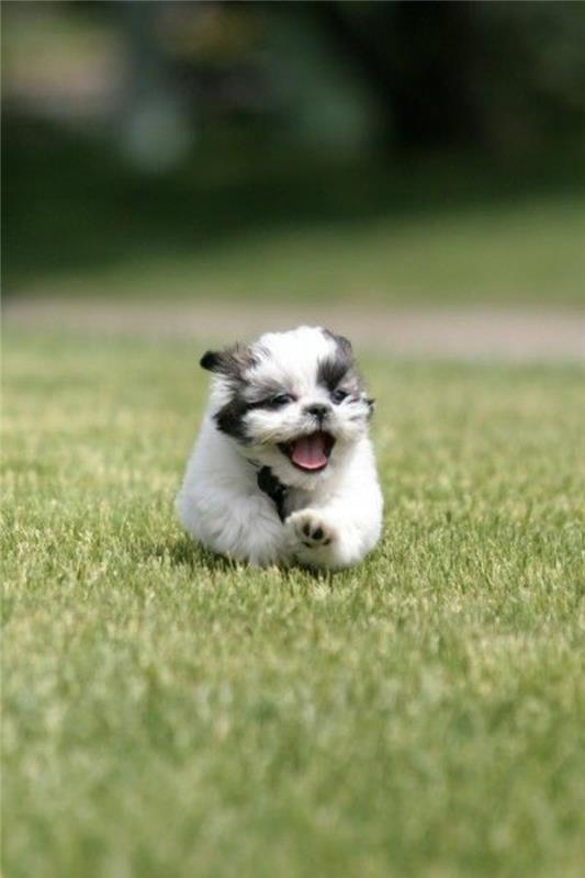 6-Shih-Tzu-kako-izbrati-majhnega psa-pasmo-majhnega psa