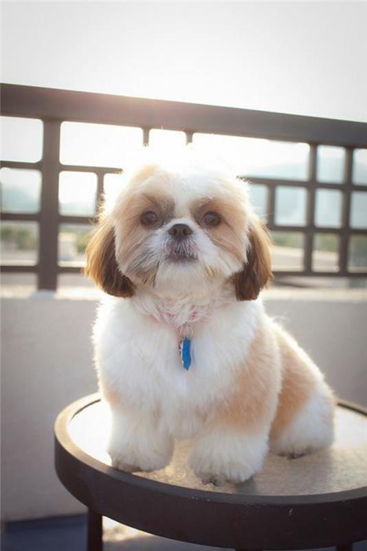 6-Shih-Tzu-in-vse-njegova-lepota-kako-izbrati-majhnega-psa-Shih-Tzu-pasma-psa-majhna