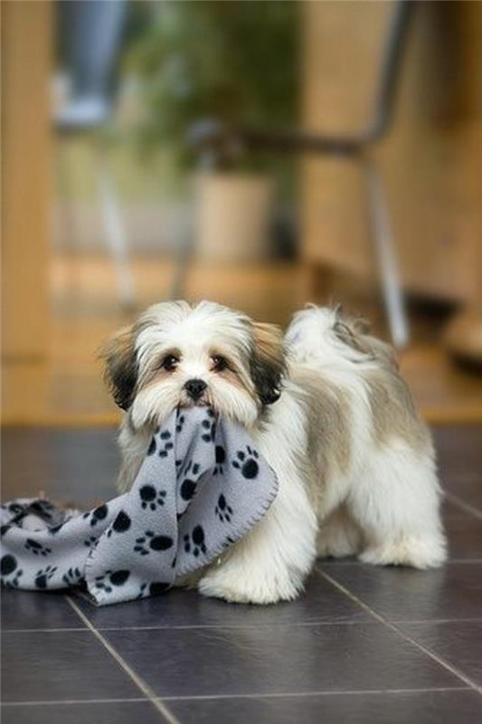 6-pretty-dog-shih-tzu-kako-izbrati-najboljšega-belega-črnega-psa-pasme-majhne-