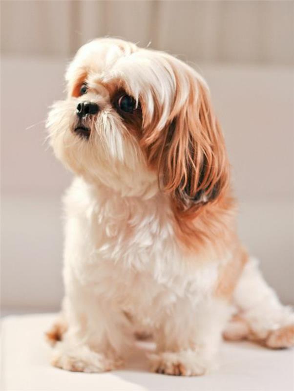 6-pretty-dog-shih-tzu-kako-izbrati-najboljšega-belega-črnega-pasme-pasme-majhne