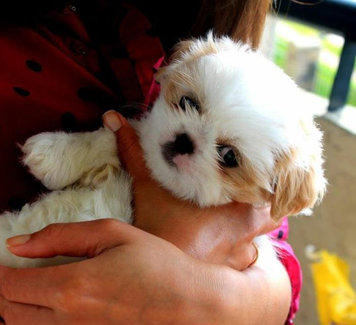 6-the-cute-little-dog-Shih-Tzu-small-dog-how-to-choose-a-small-dog
