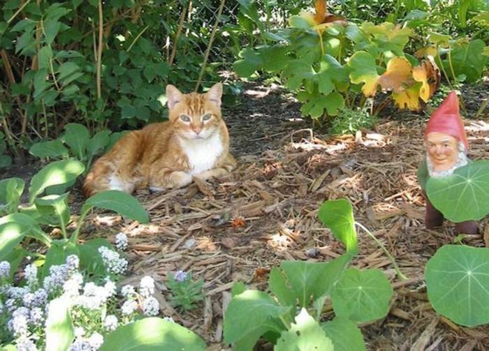 60 satın alan bahçe cücesi. Bir kedi.