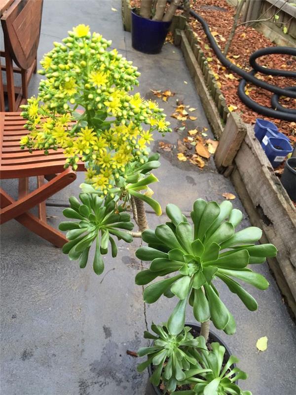 aeonium-arboreum-succulent-plant-houseleek