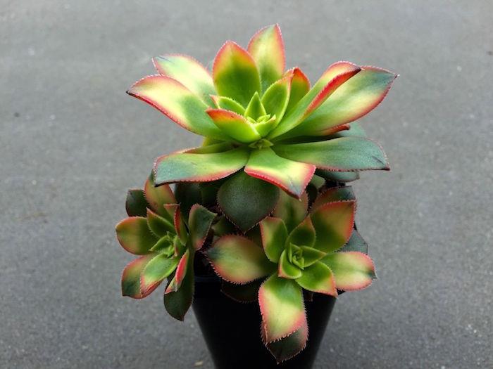 aeonium-kiwi-tricolor-succulent-plant-in-pot