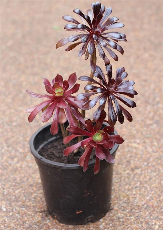 aeonium-black-pink-sukulentinis-augalas-sodui sukulentams-lauke