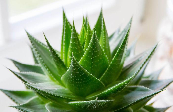 aloe-vera-succulent-plant-aloe-succulents