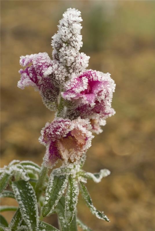 antirrhinum-winter-flower-snapdragons
