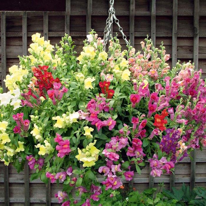 antirrhinum-all-colors-snapdragons-rožinė-geltona-raudona-žiemos gėlės