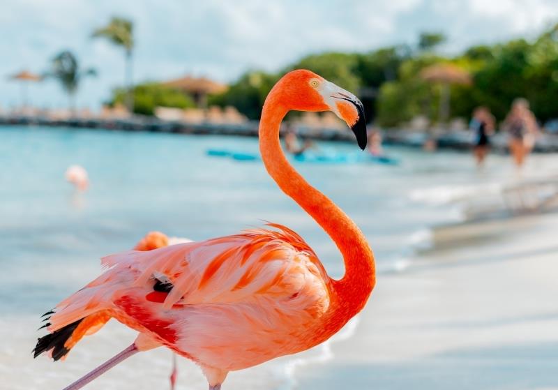 Arubos rojaus salos paplūdimys balto smėlio turkio spalvos vandens flamingo