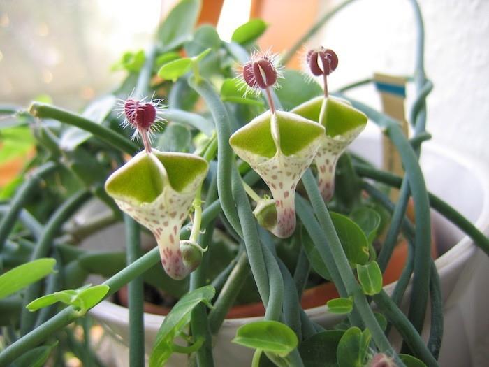 ceropegia-ampliata-sočno-cvetoči-zunanji-kaktus